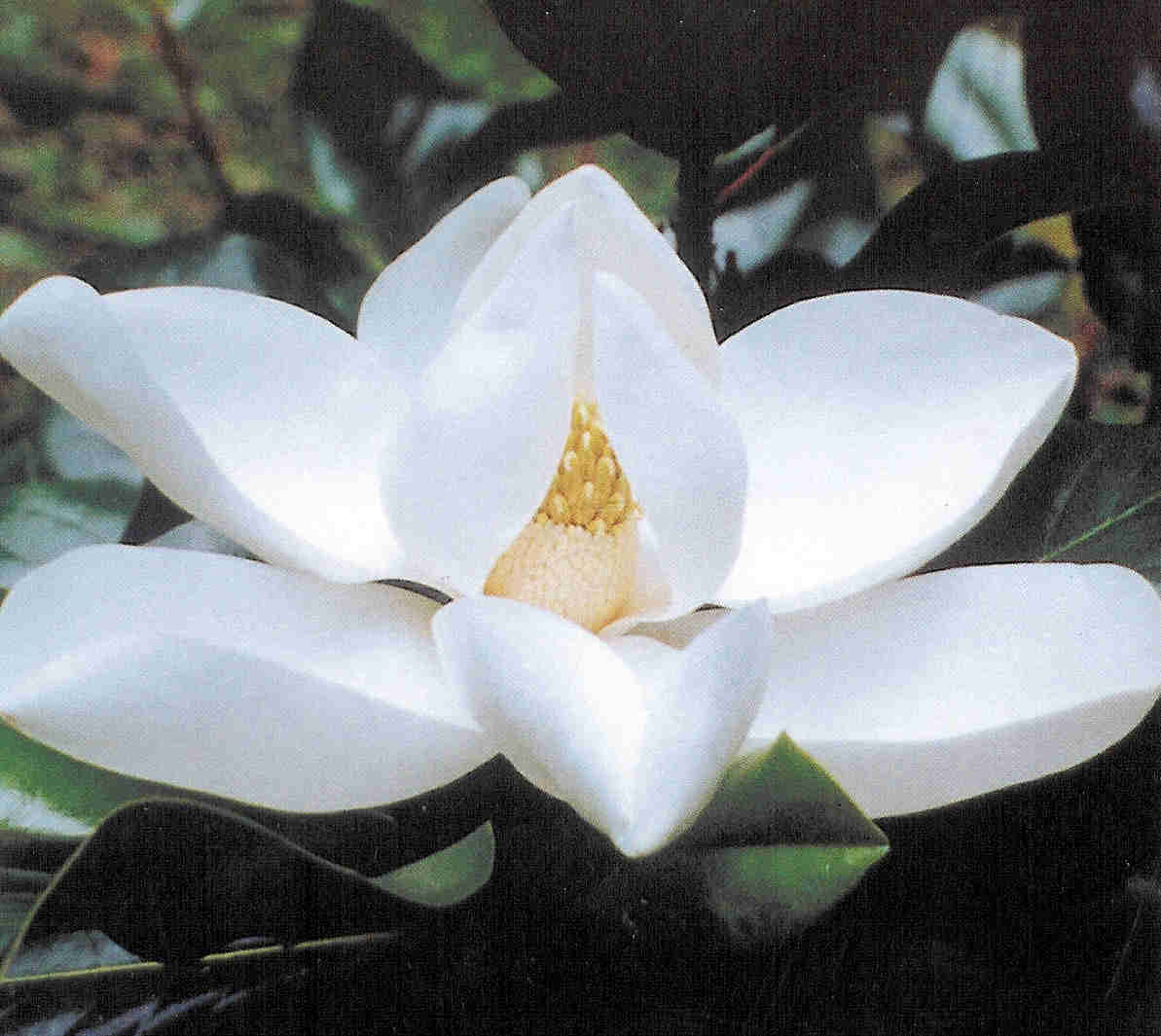 Whalen blog: magnolia blossom